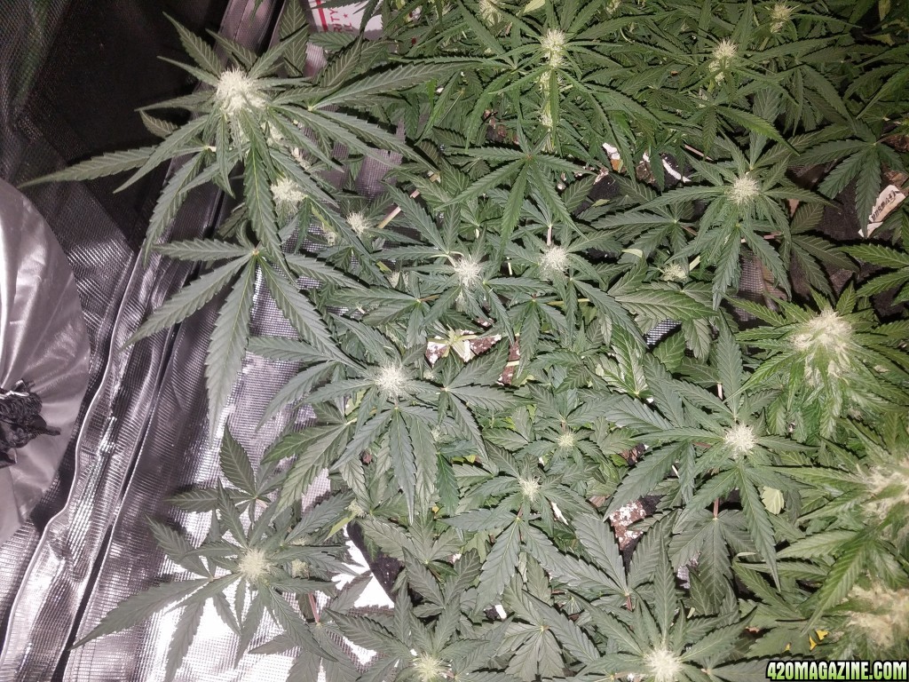 Auto Grow