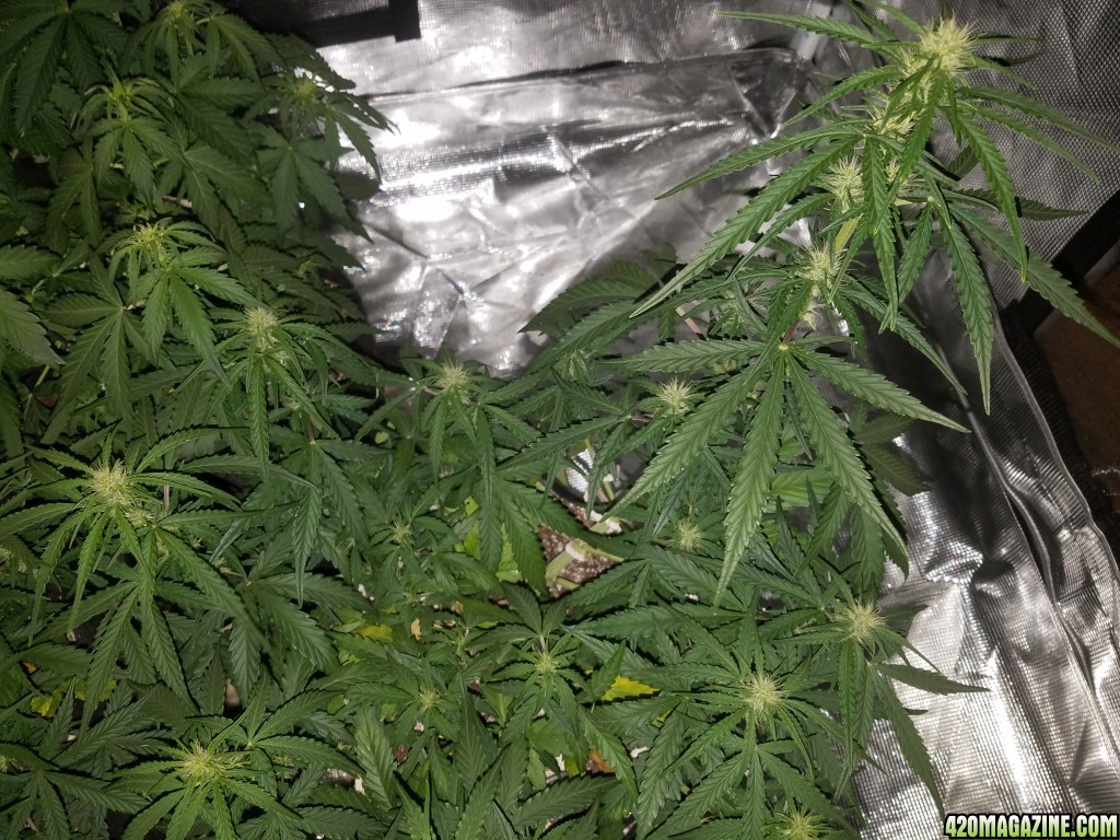 Auto Grow