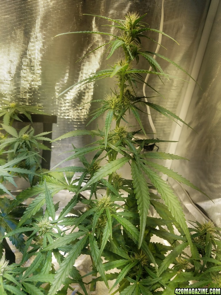 Auto Grow