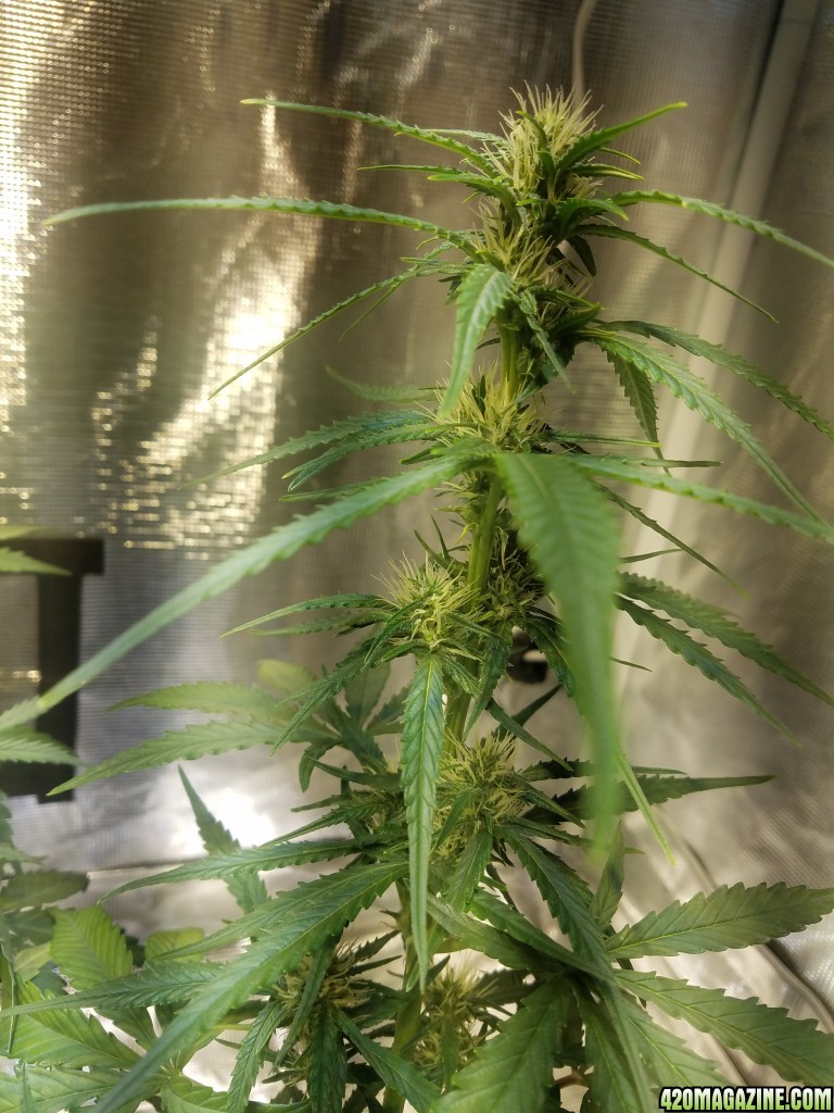 Auto Grow