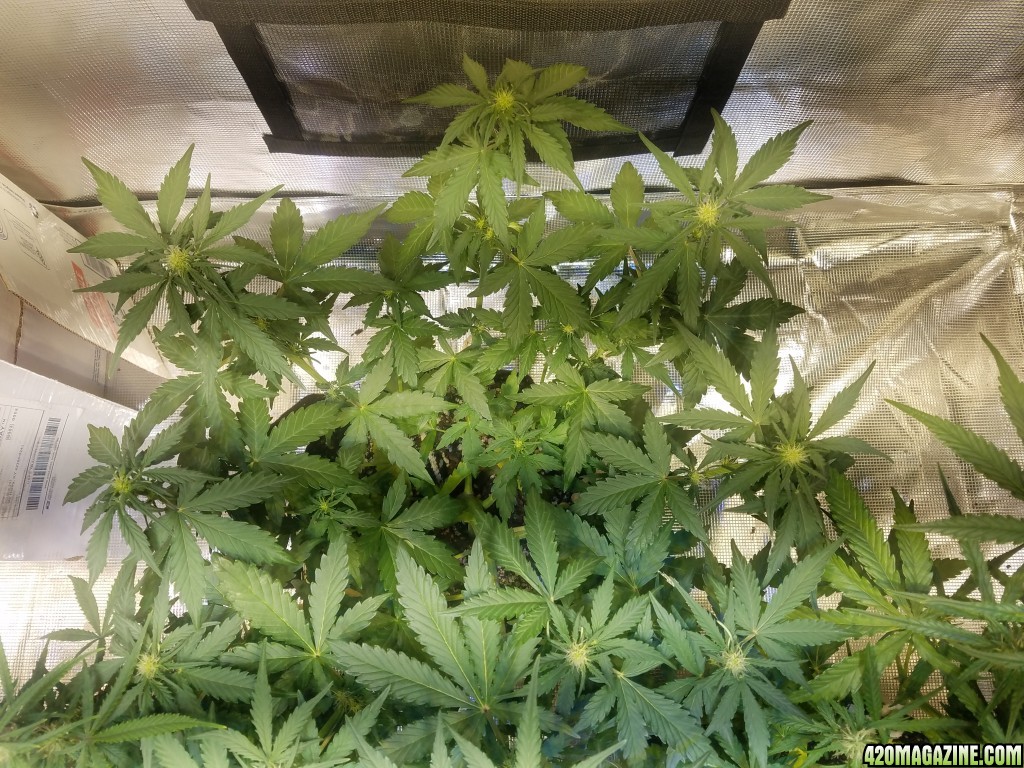 Auto Grow