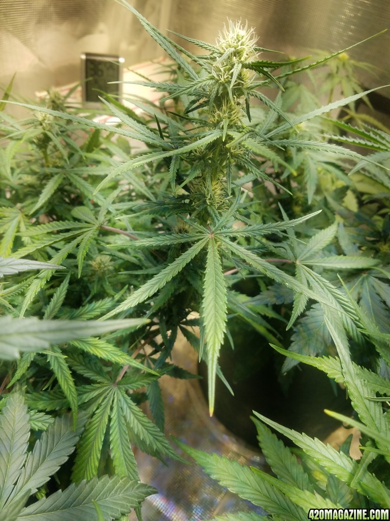 Auto Grow