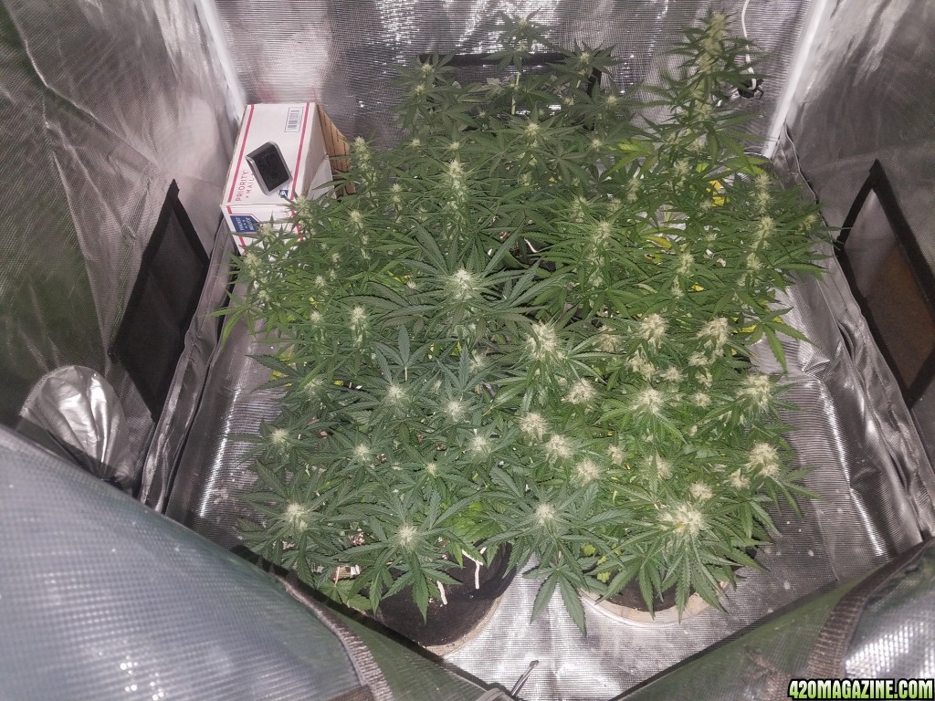 Auto Grow