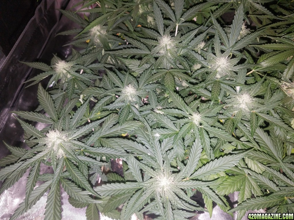 Auto Grow