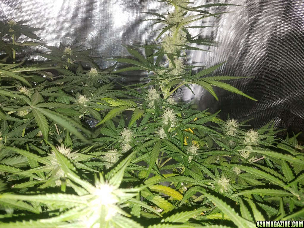 Auto Grow