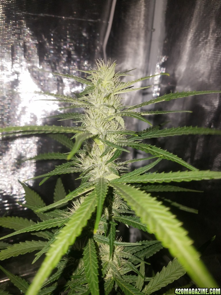 Auto Grow