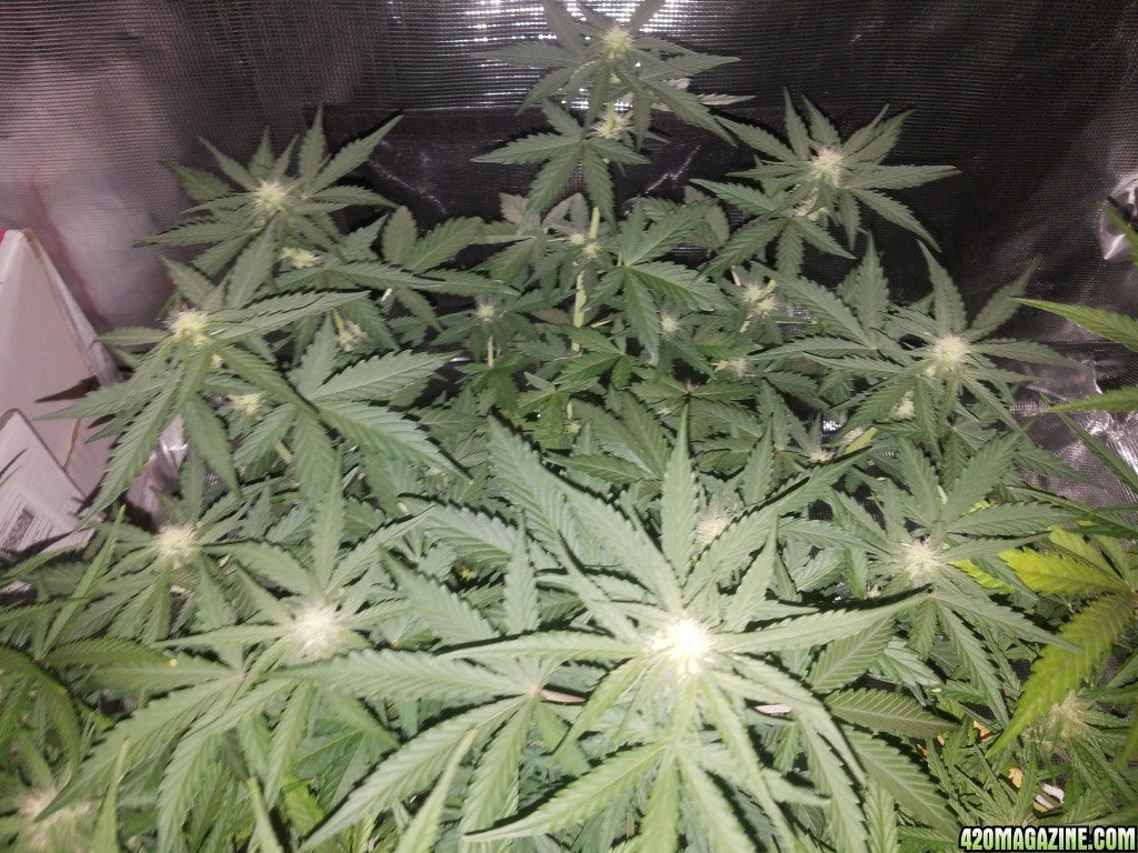 Auto Grow