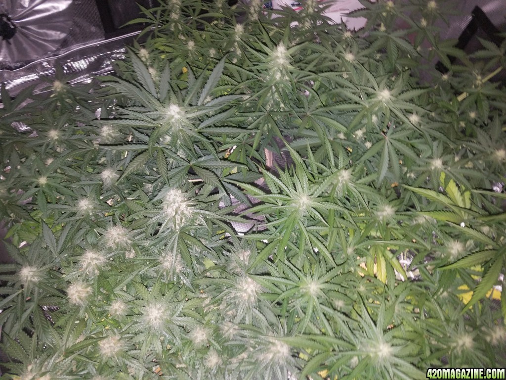 Auto Grow