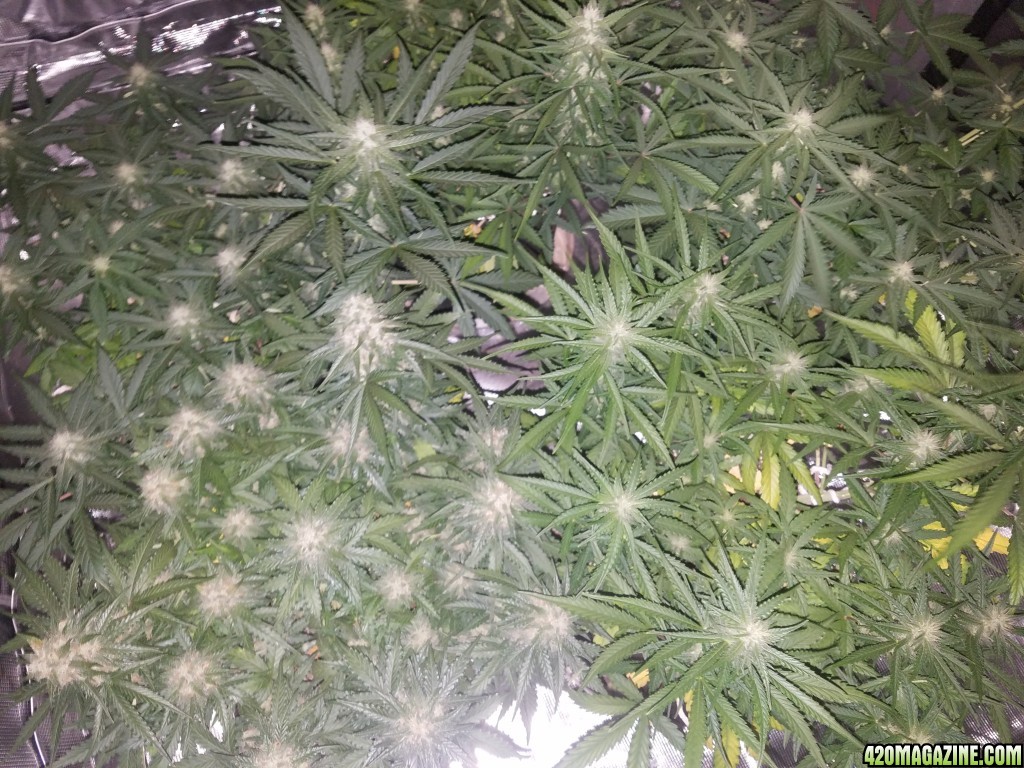 Auto Grow