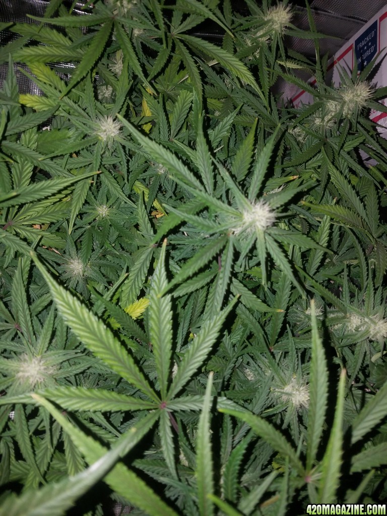 Auto Grow