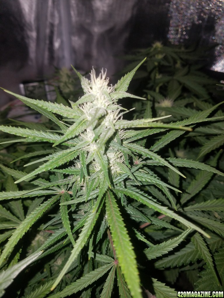 Auto Grow