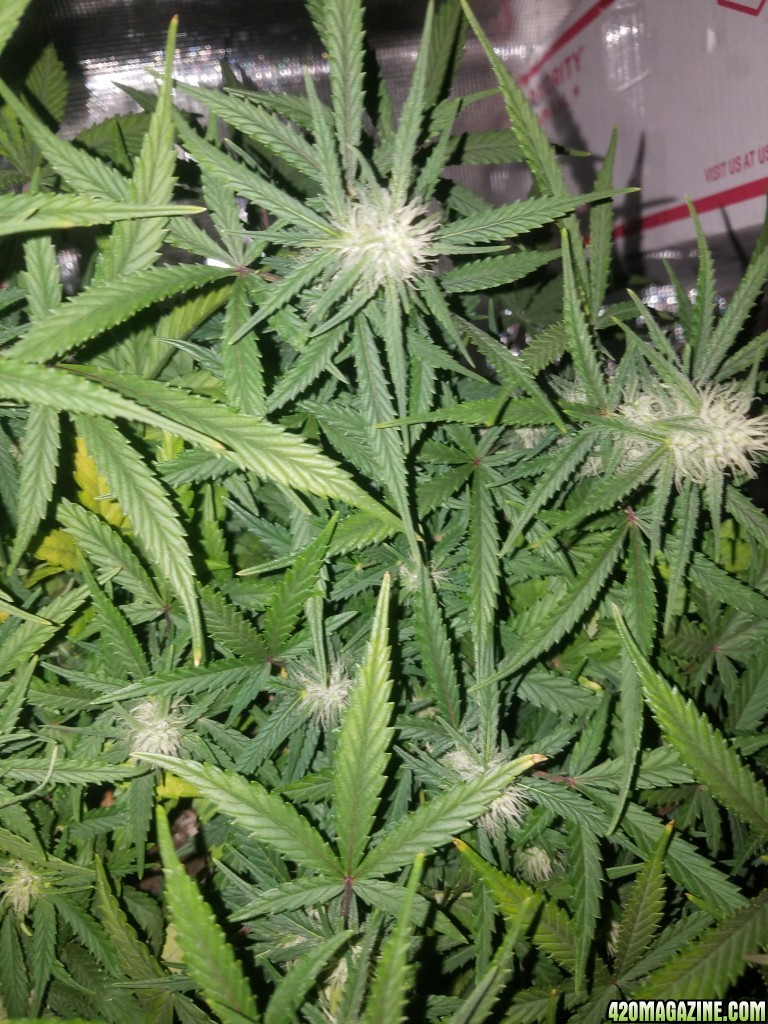 Auto Grow