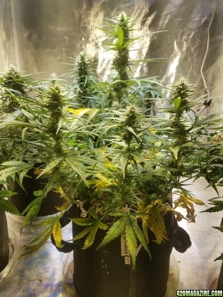 Auto Grow