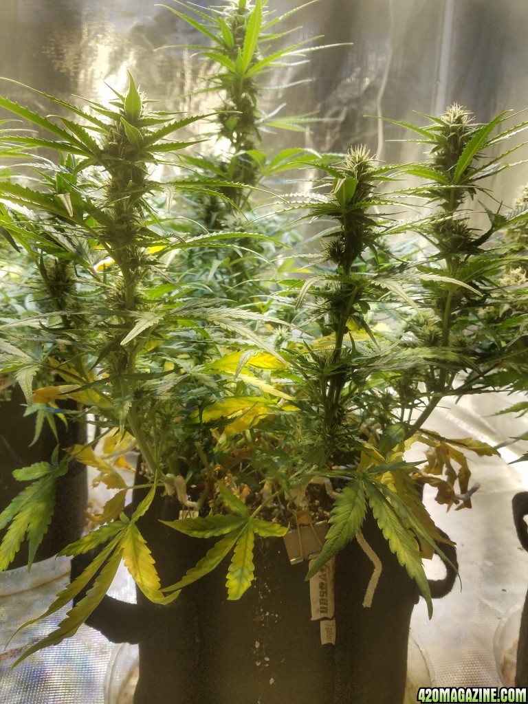 Auto Grow