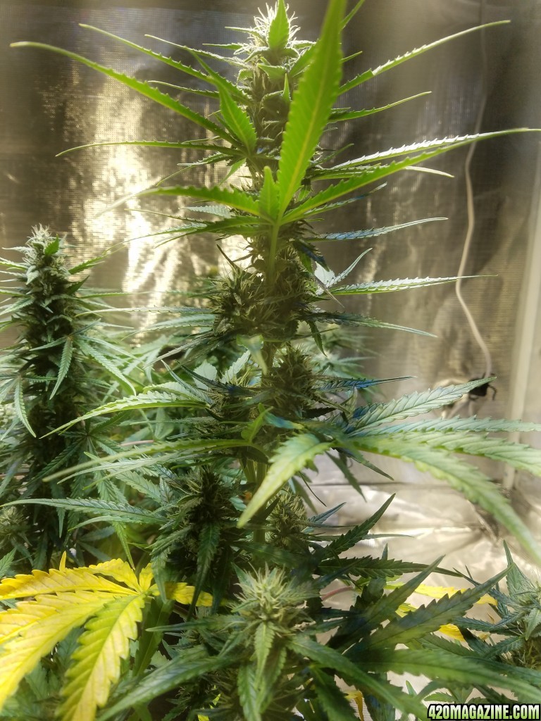 Auto Grow