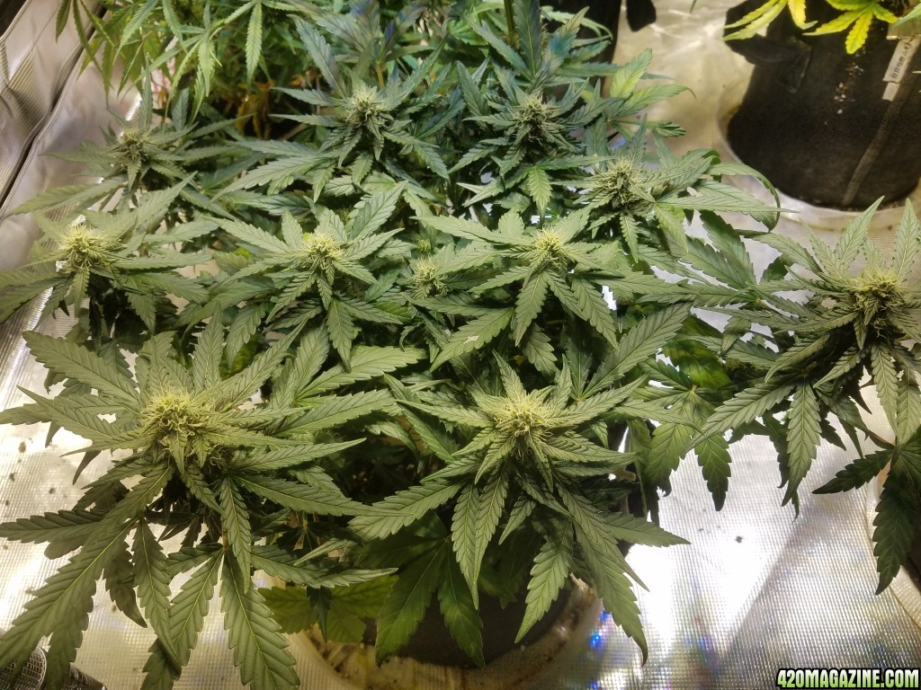 Auto Grow