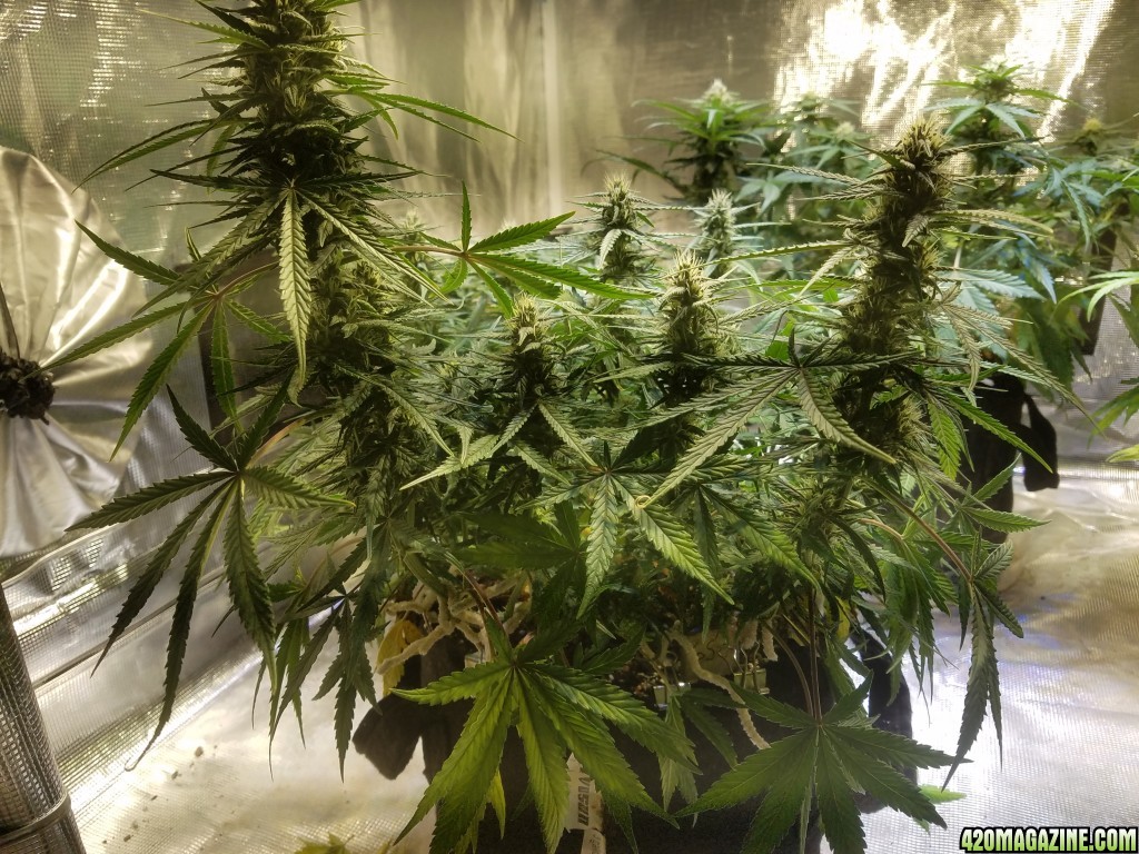 Auto Grow