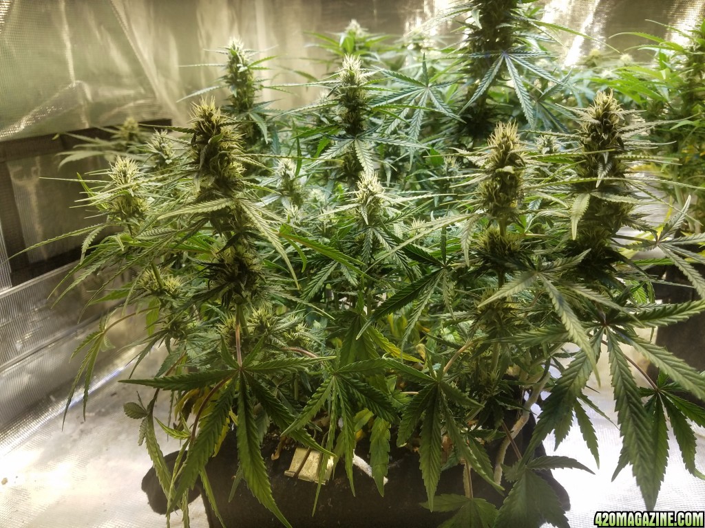 Auto Grow