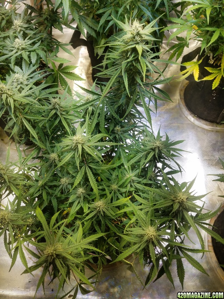 Auto Grow