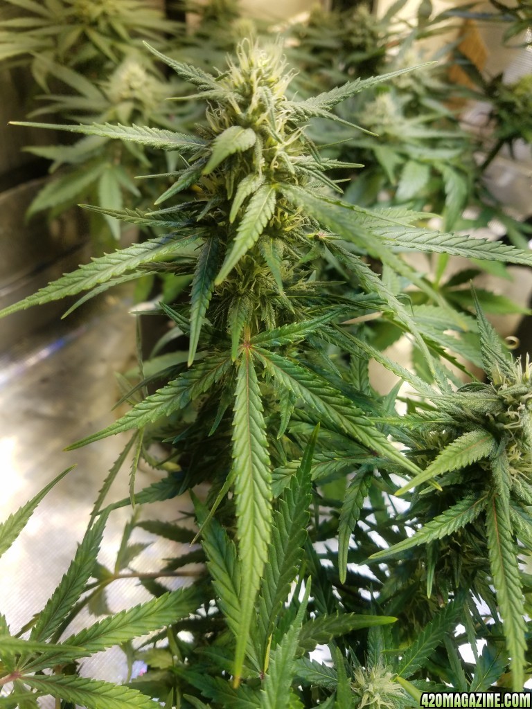 Auto Grow