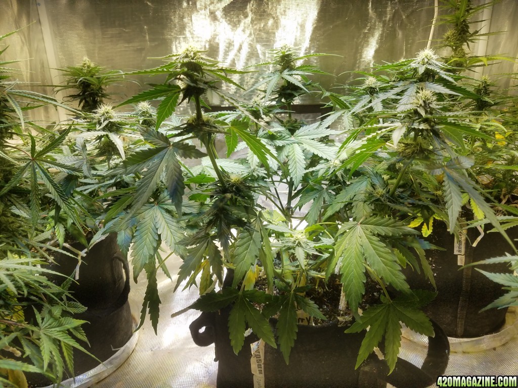 Auto Grow