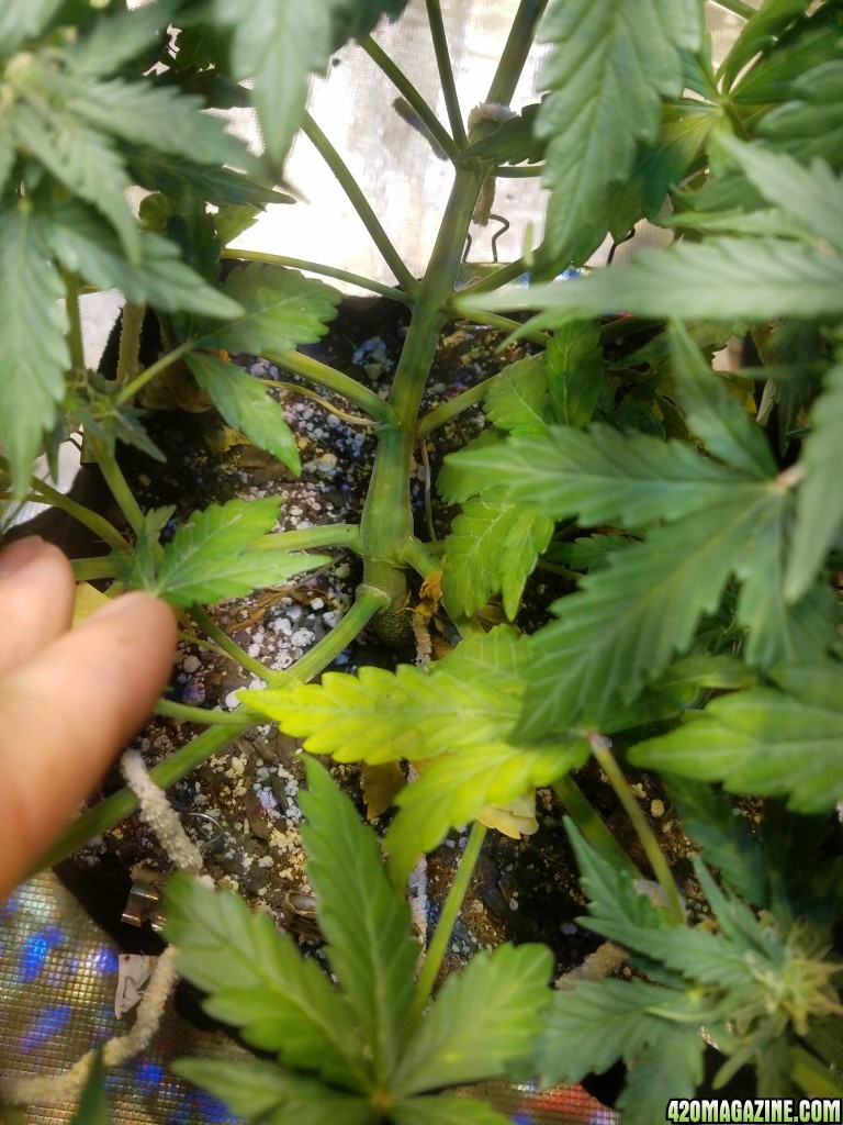 Auto Grow