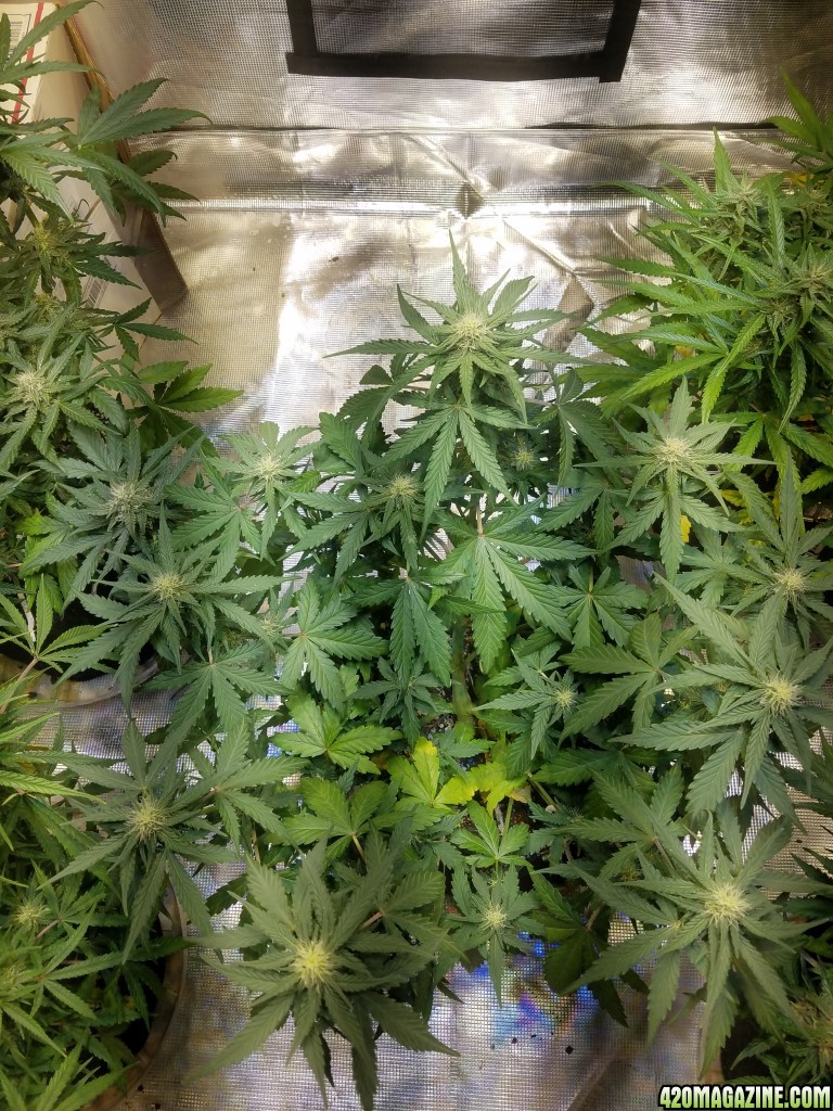 Auto Grow