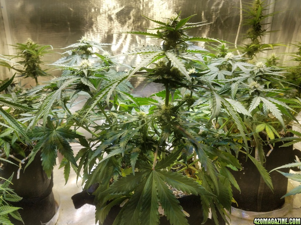 Auto Grow