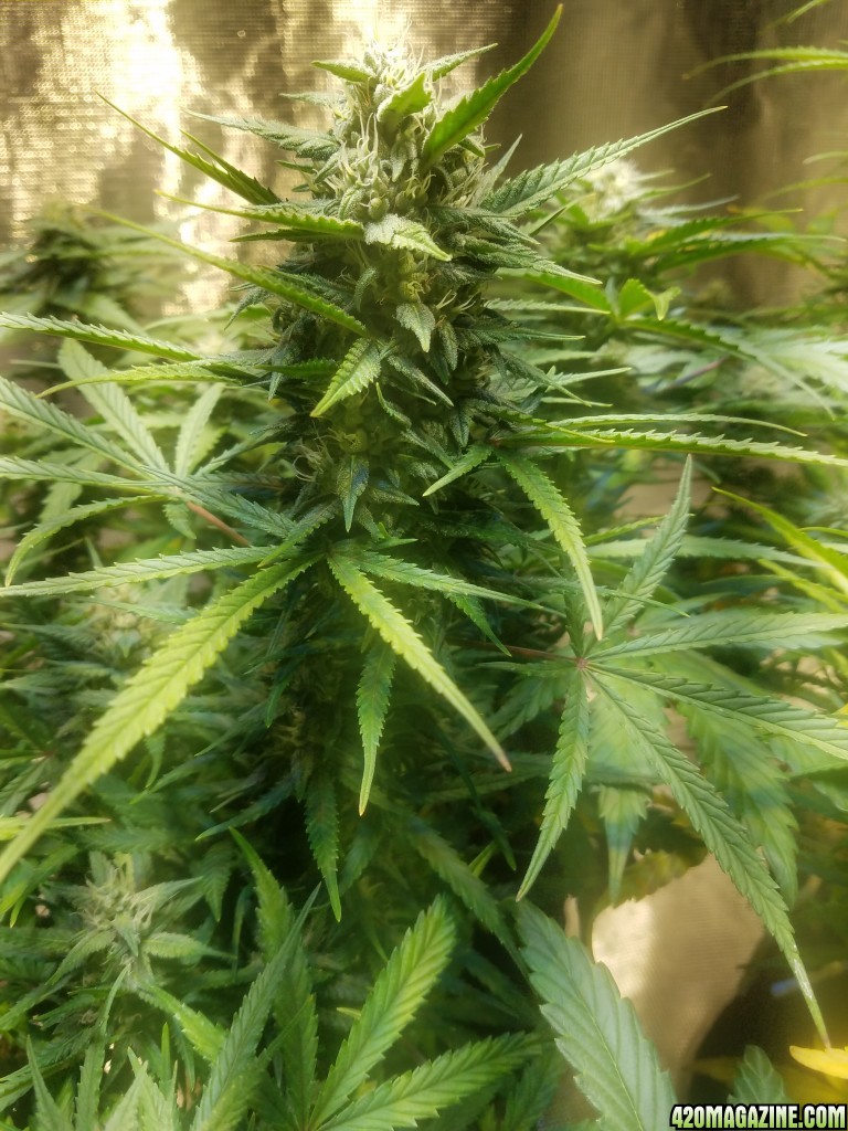 Auto Grow