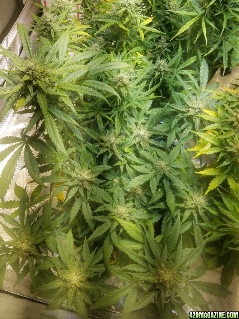 Auto Grow