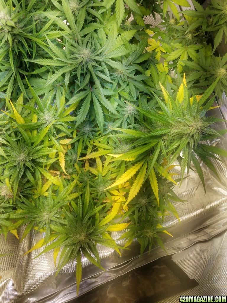 Auto Grow