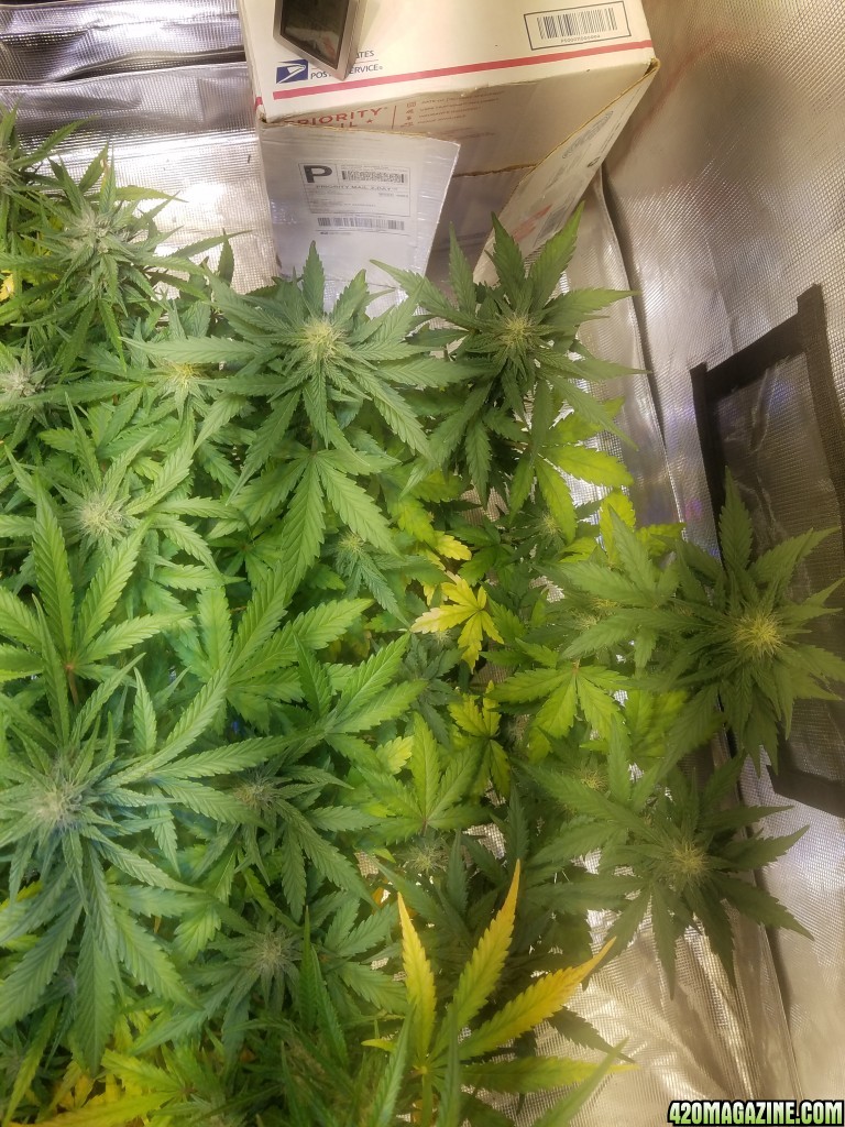 Auto Grow