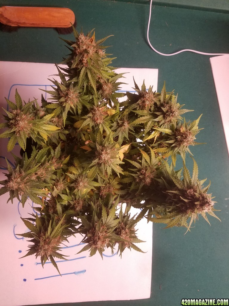 Auto Grow