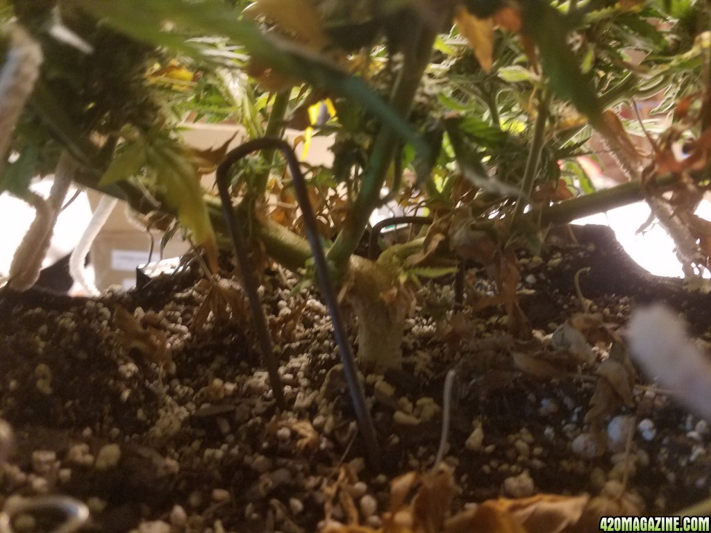 Auto Grow