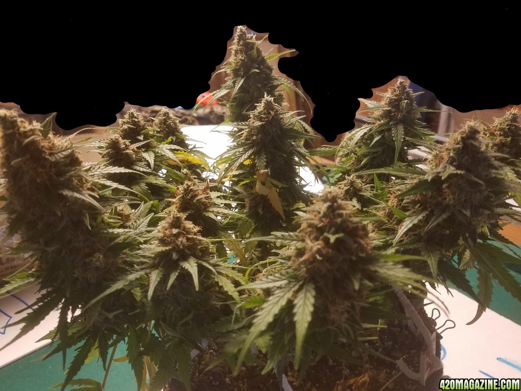 Auto Grow