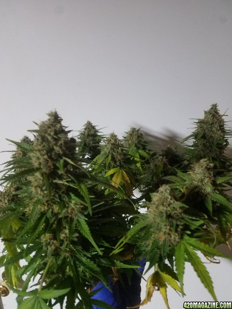 Auto Grow