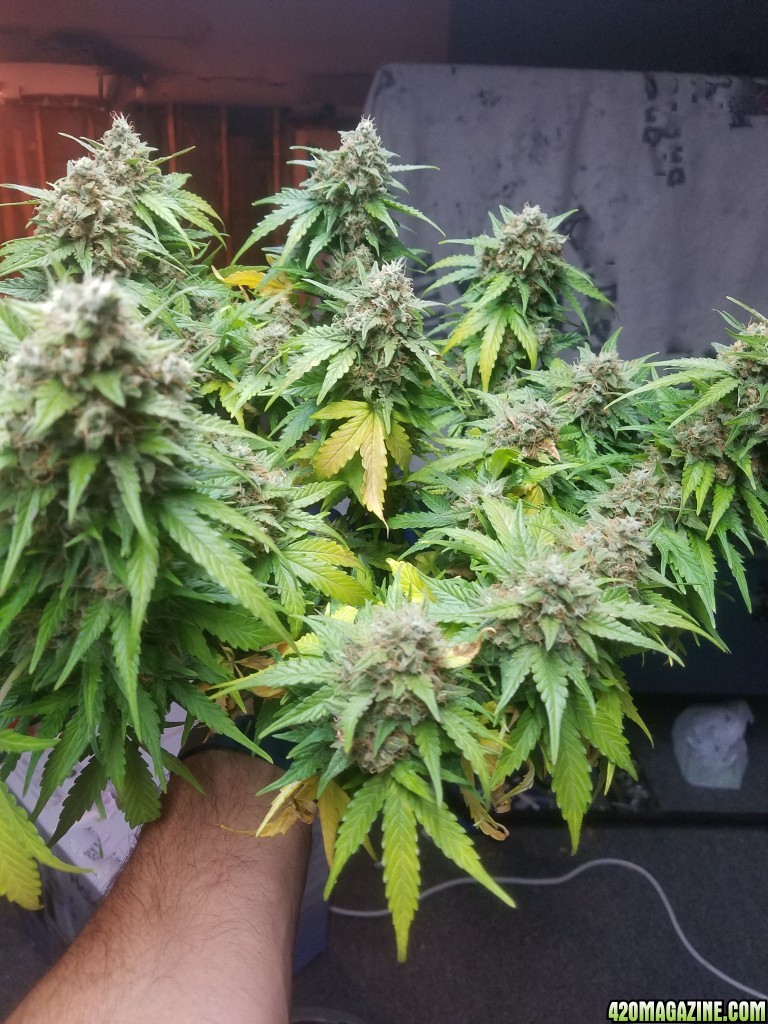 Auto Grow