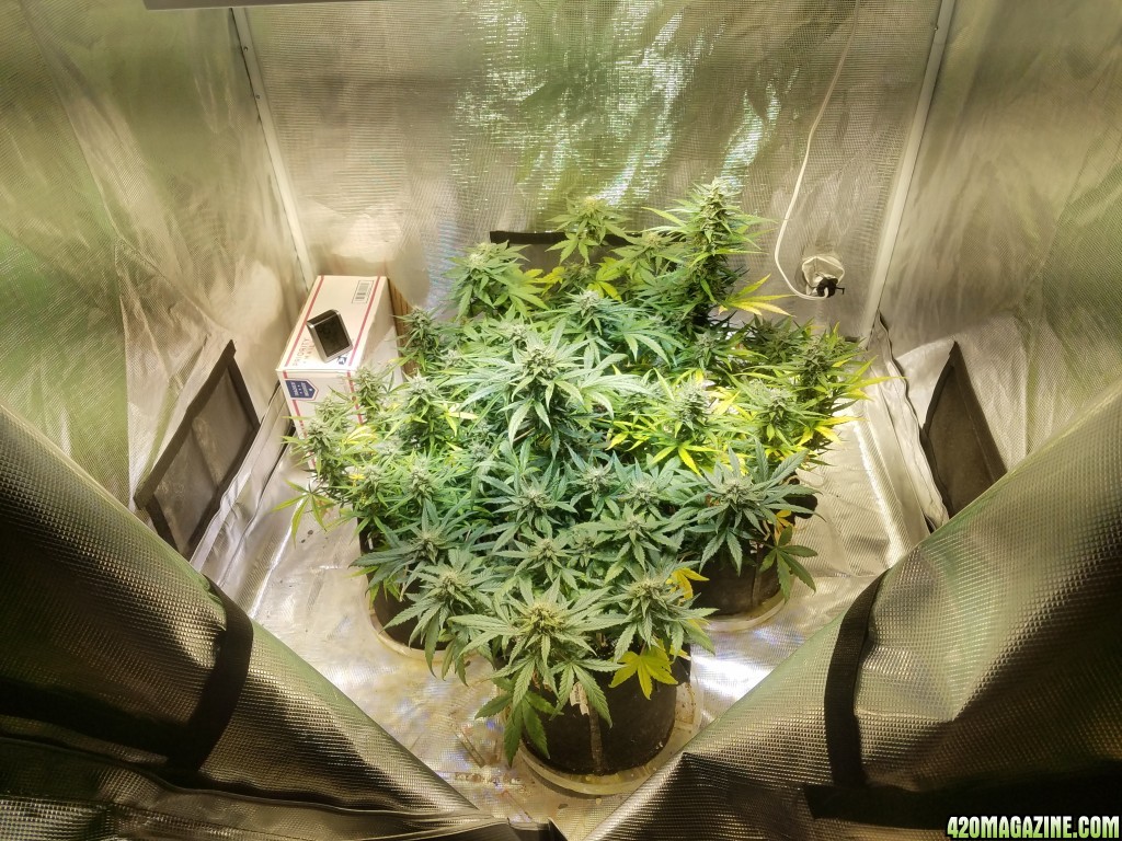 Auto Grow