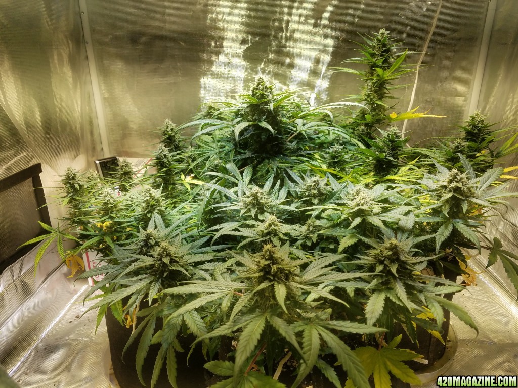 Auto Grow