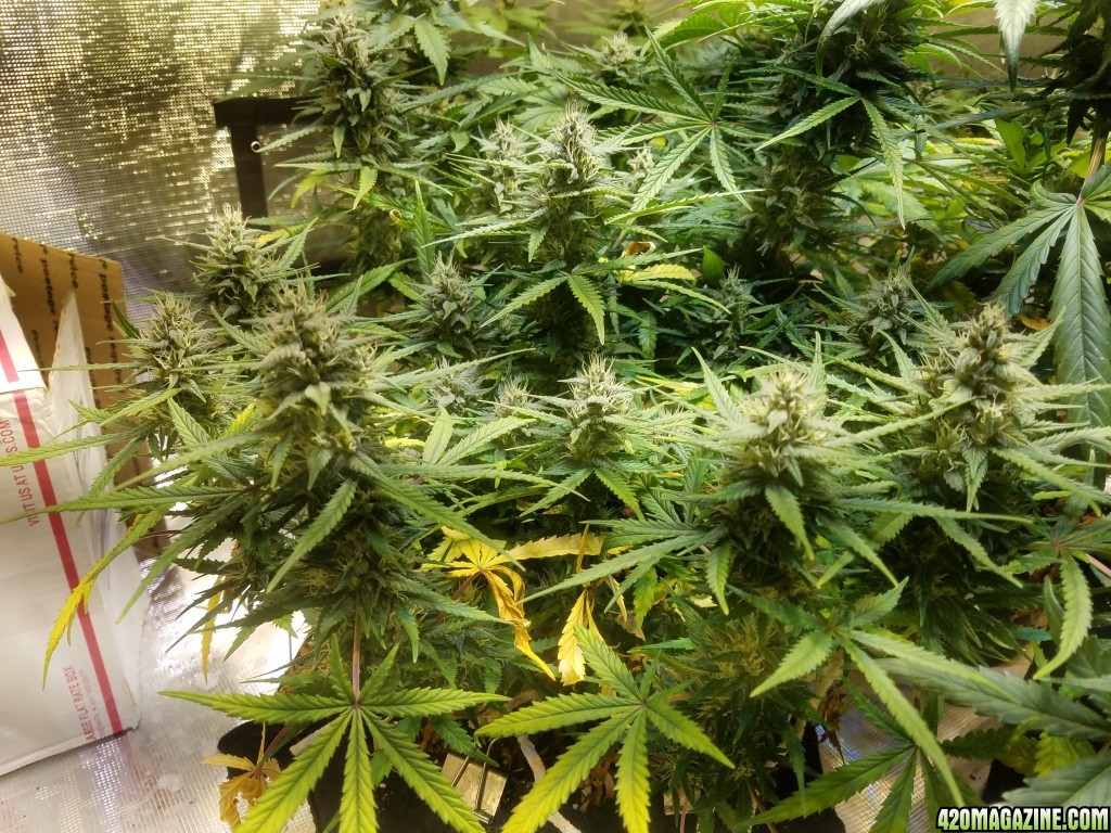 Auto Grow