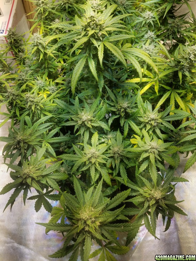 Auto Grow