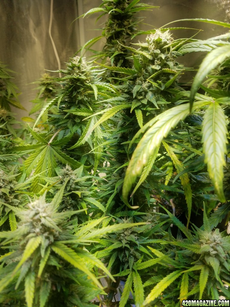 Auto Grow