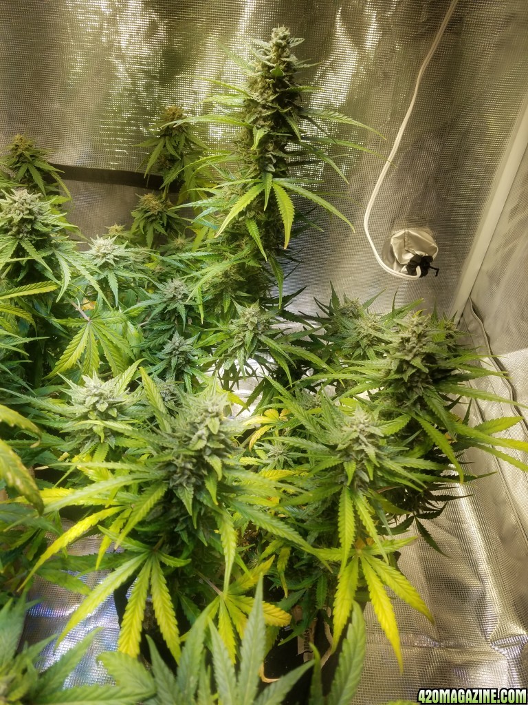 Auto Grow