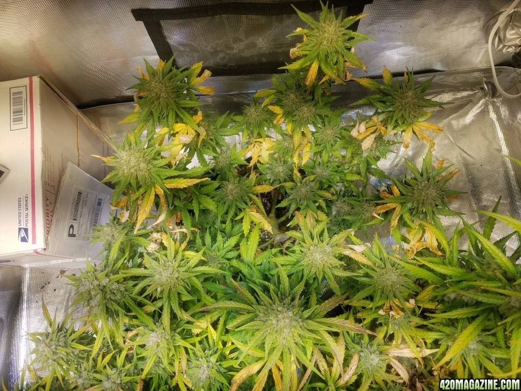 Auto Grow