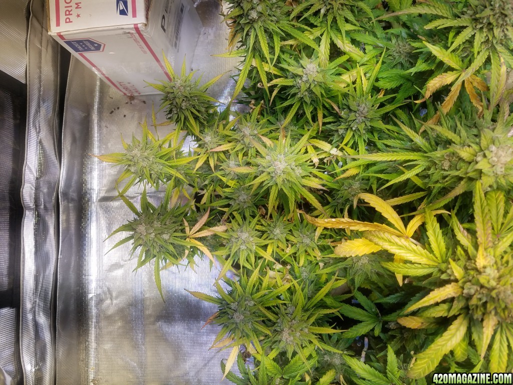 Auto Grow