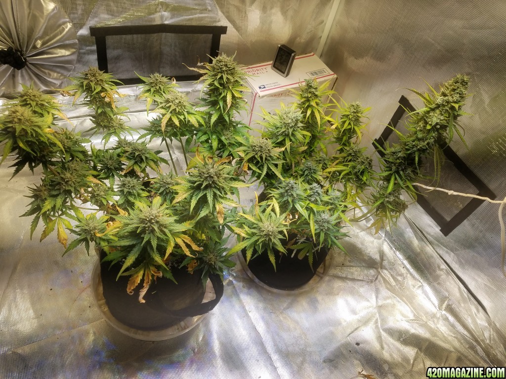 Auto Grow