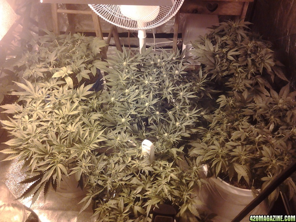 Auto grow