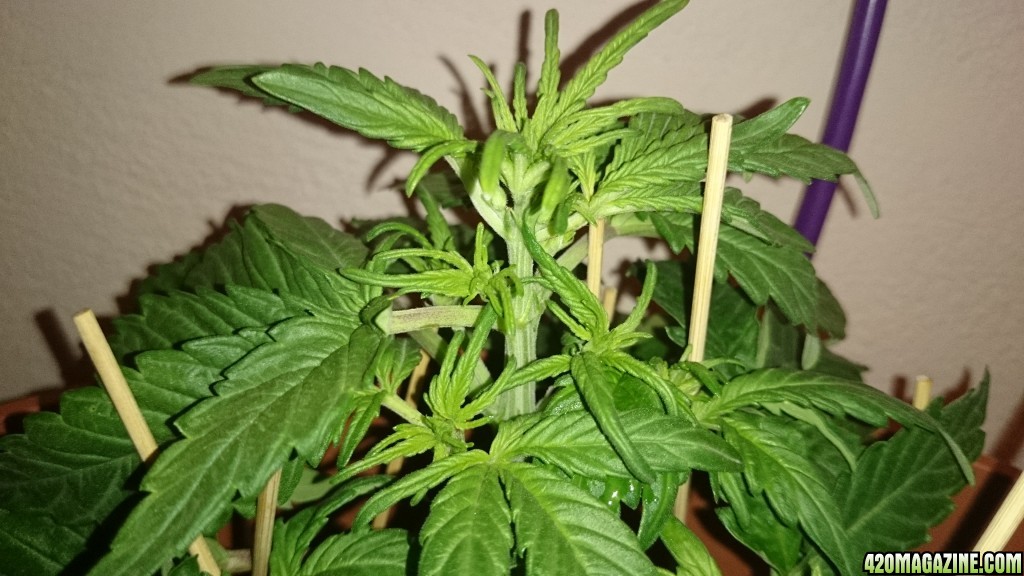 auto haze female