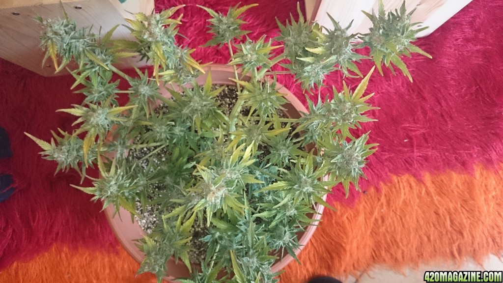 auto haze harvest