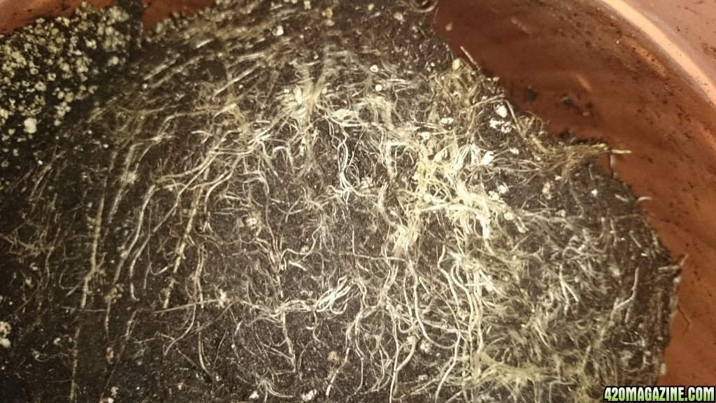 auto haze roots